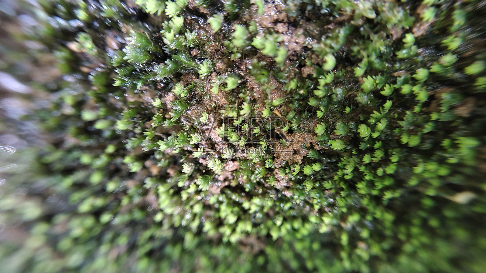 苔藓特写照片摄影图片