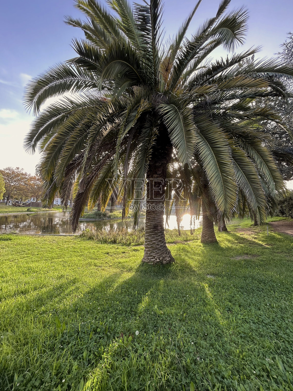 公园里的棕榈树照片摄影图片