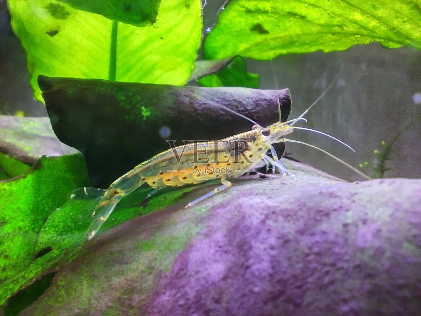 水族箱中的天野虾照片摄影图片