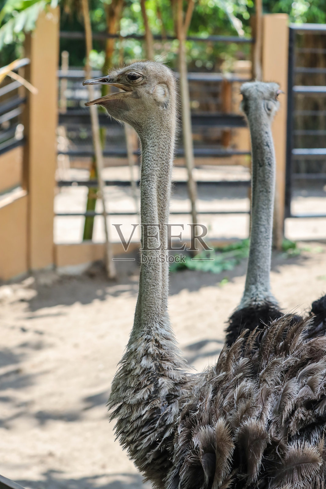 户外围栏中鸵鸟的特写镜头照片摄影图片