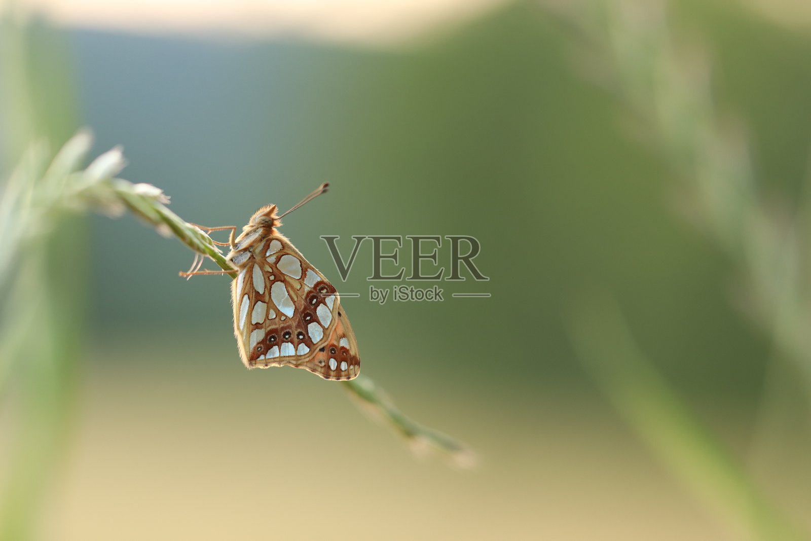 伊索里亚·拉索尼亚蝴蝶照片摄影图片