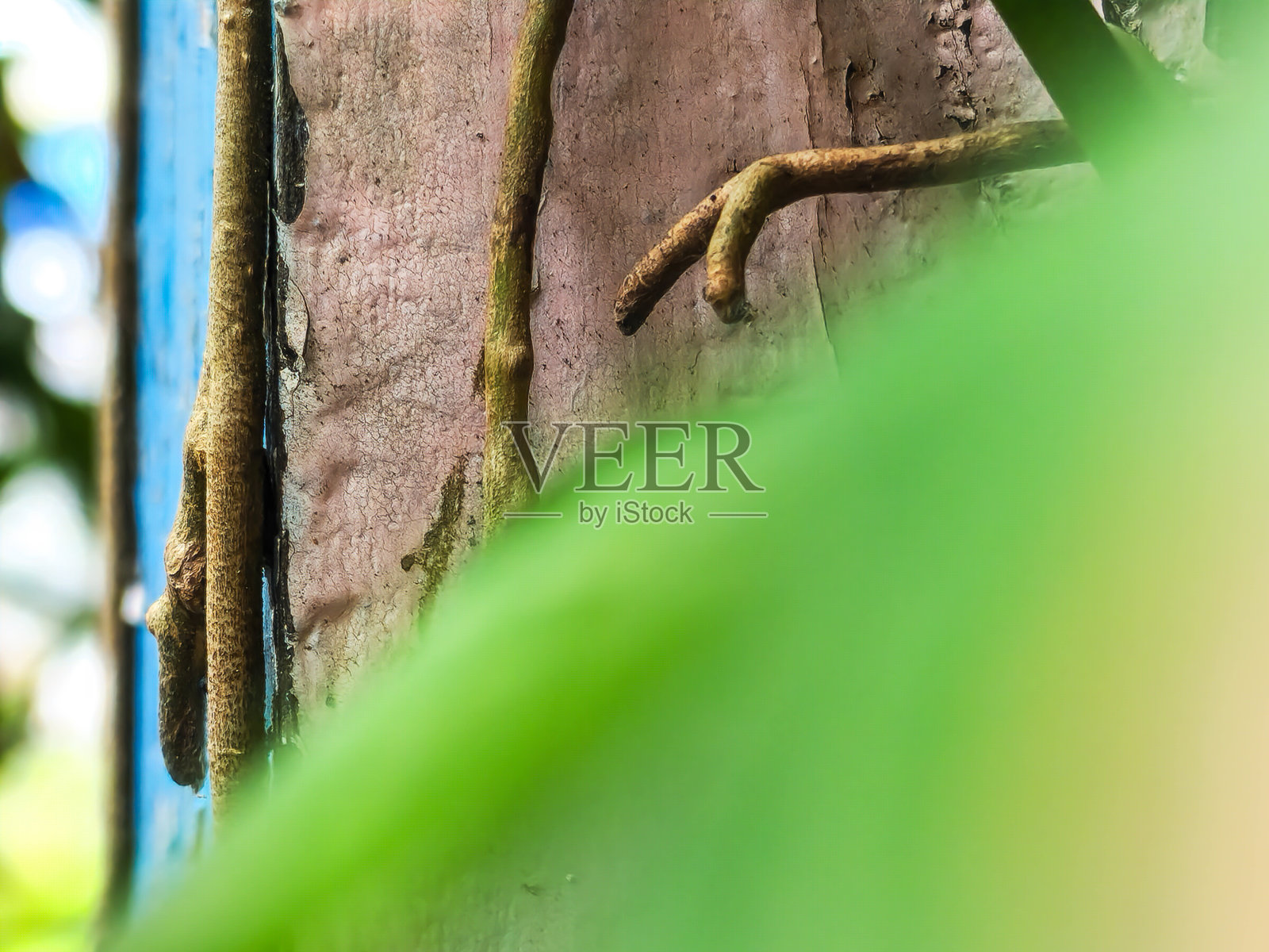 植物根系沿着木柱蔓延照片摄影图片