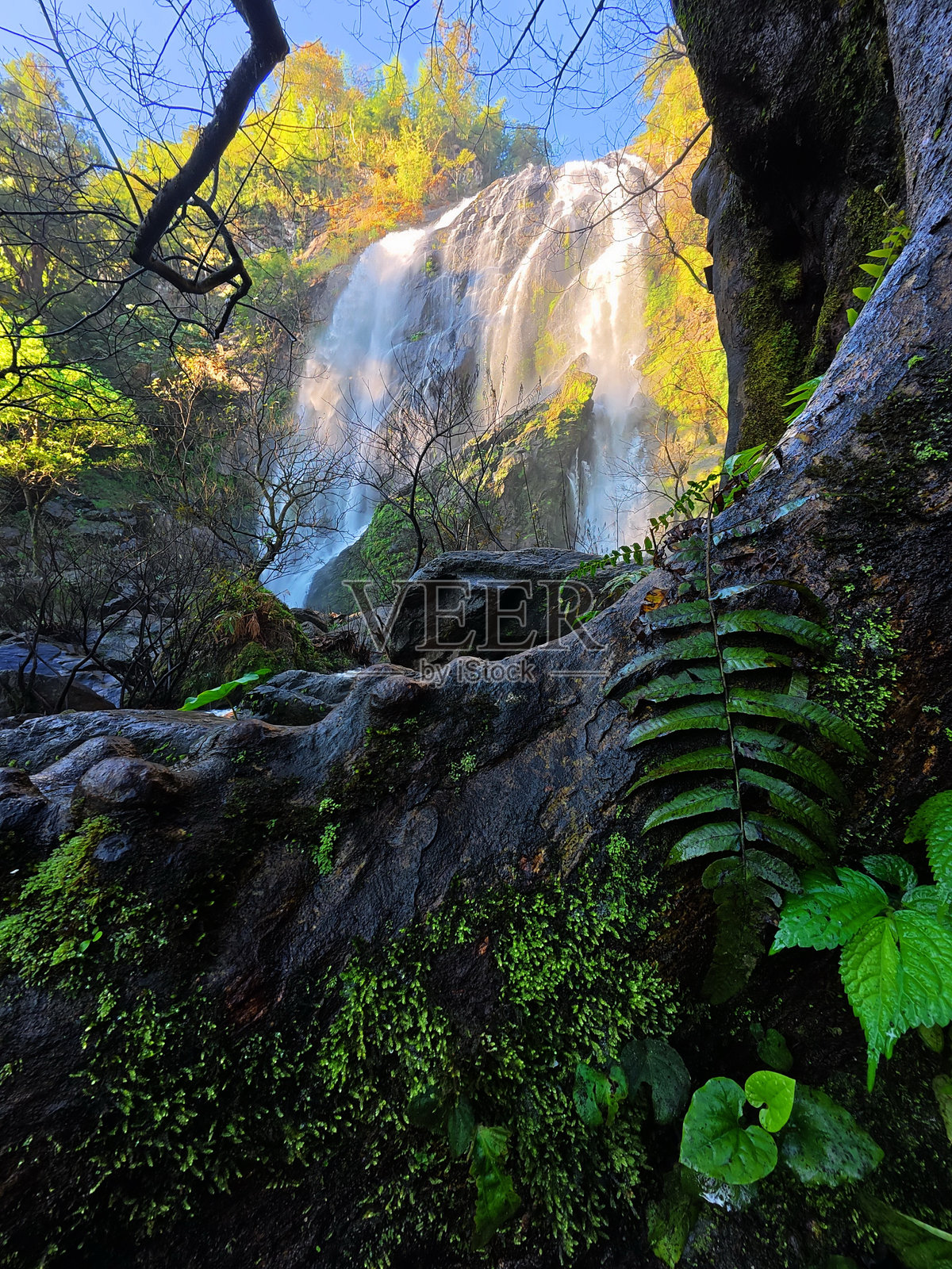 克隆兰瀑布，雨林中的苔藓和蕨类植物照片摄影图片
