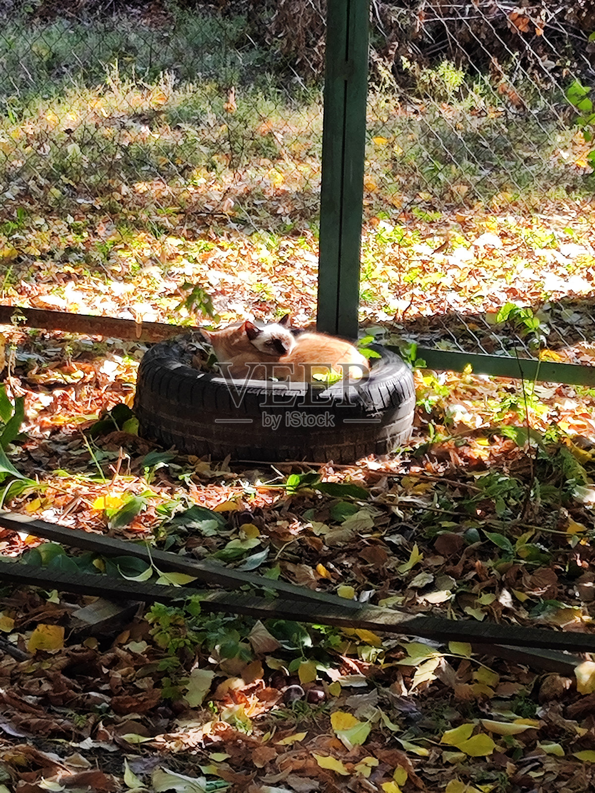 流浪猫在轮胎中休息照片摄影图片