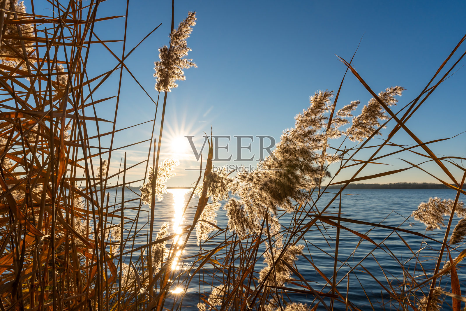 夕阳透过湖边的芦苇洒下光辉照片摄影图片