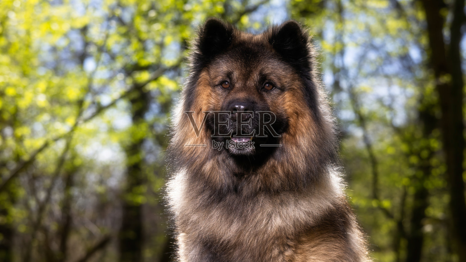 美丽的狗照片摄影图片