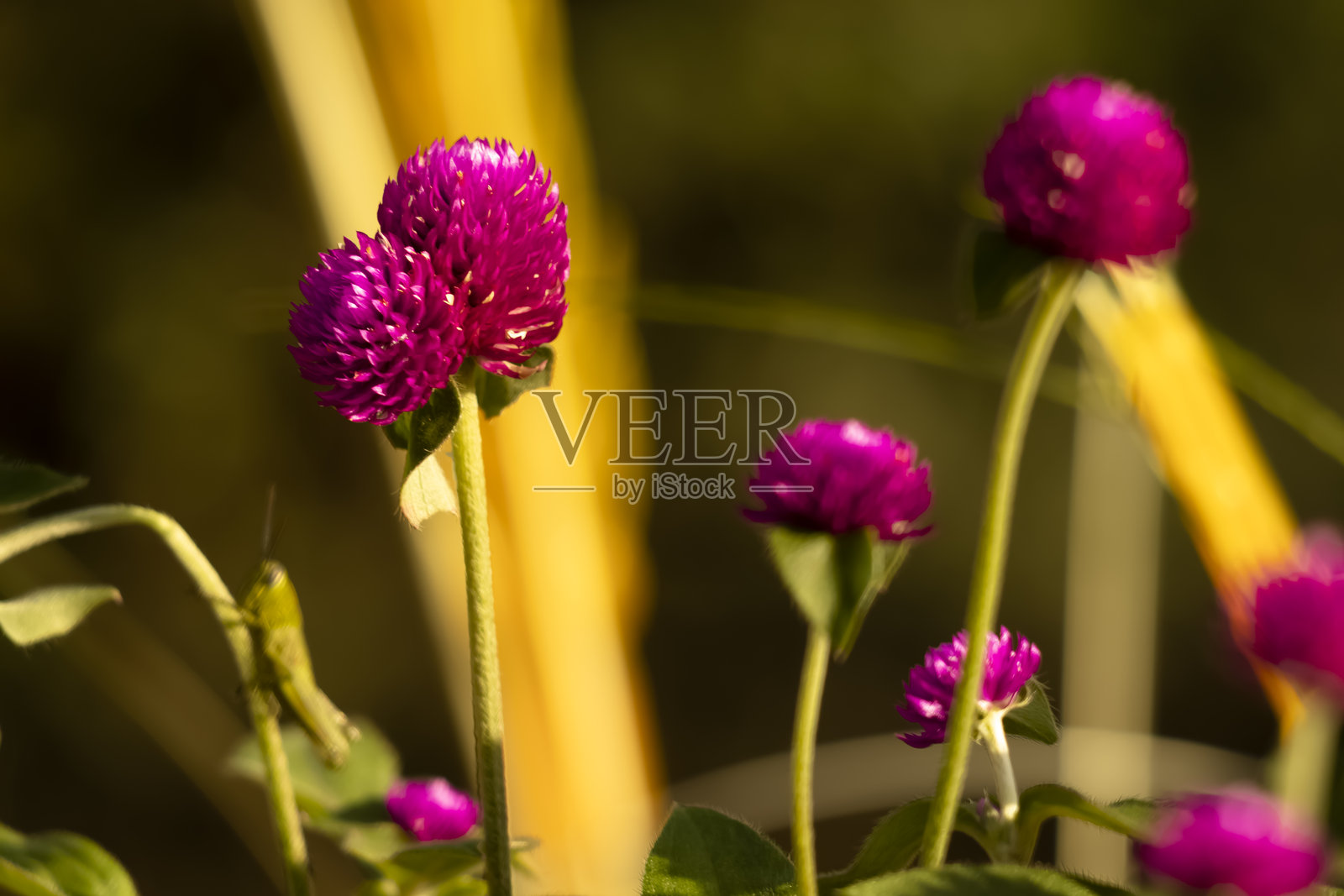 甘道花（球花）植物照片摄影图片