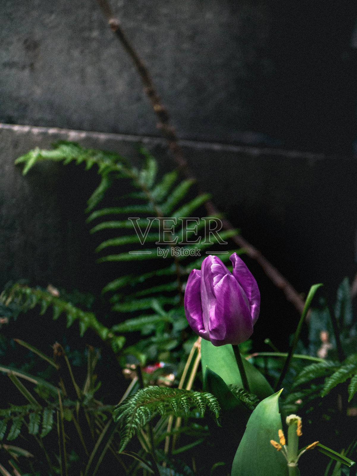 在阴影中发光照片摄影图片