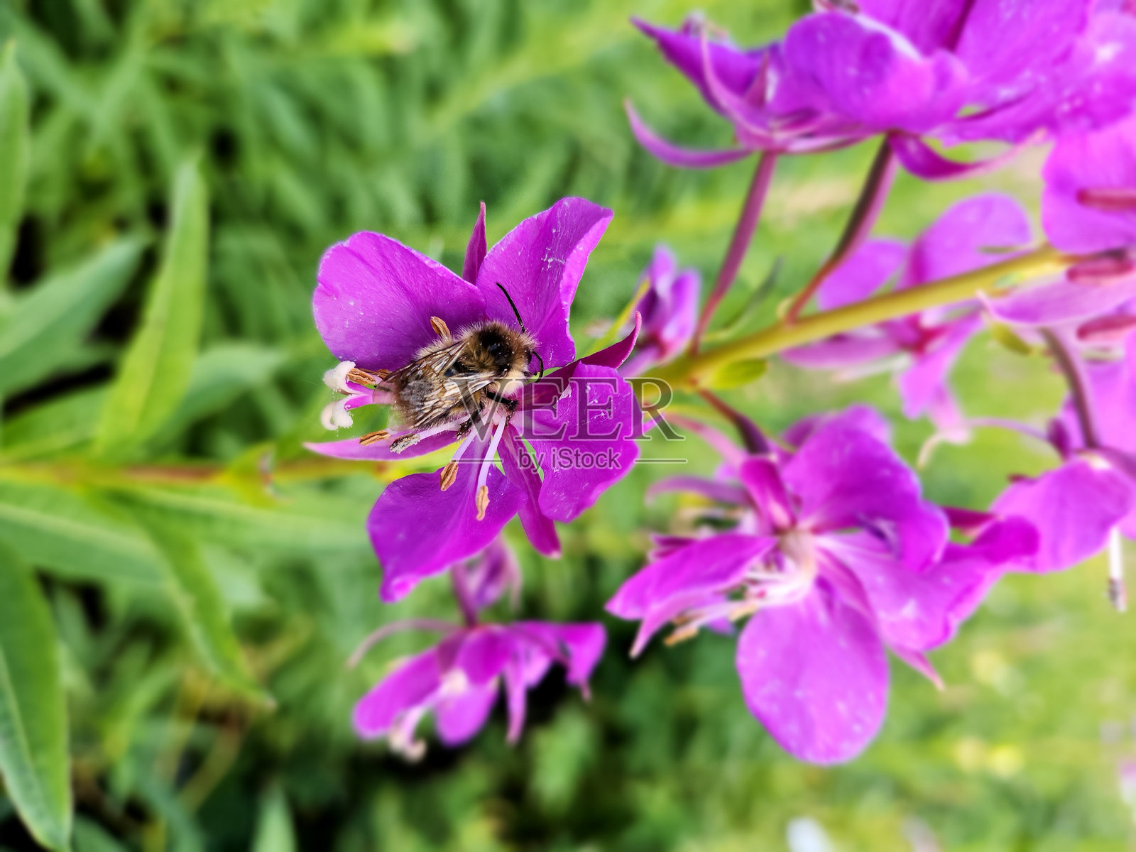 蜜蜂在花朵中照片摄影图片