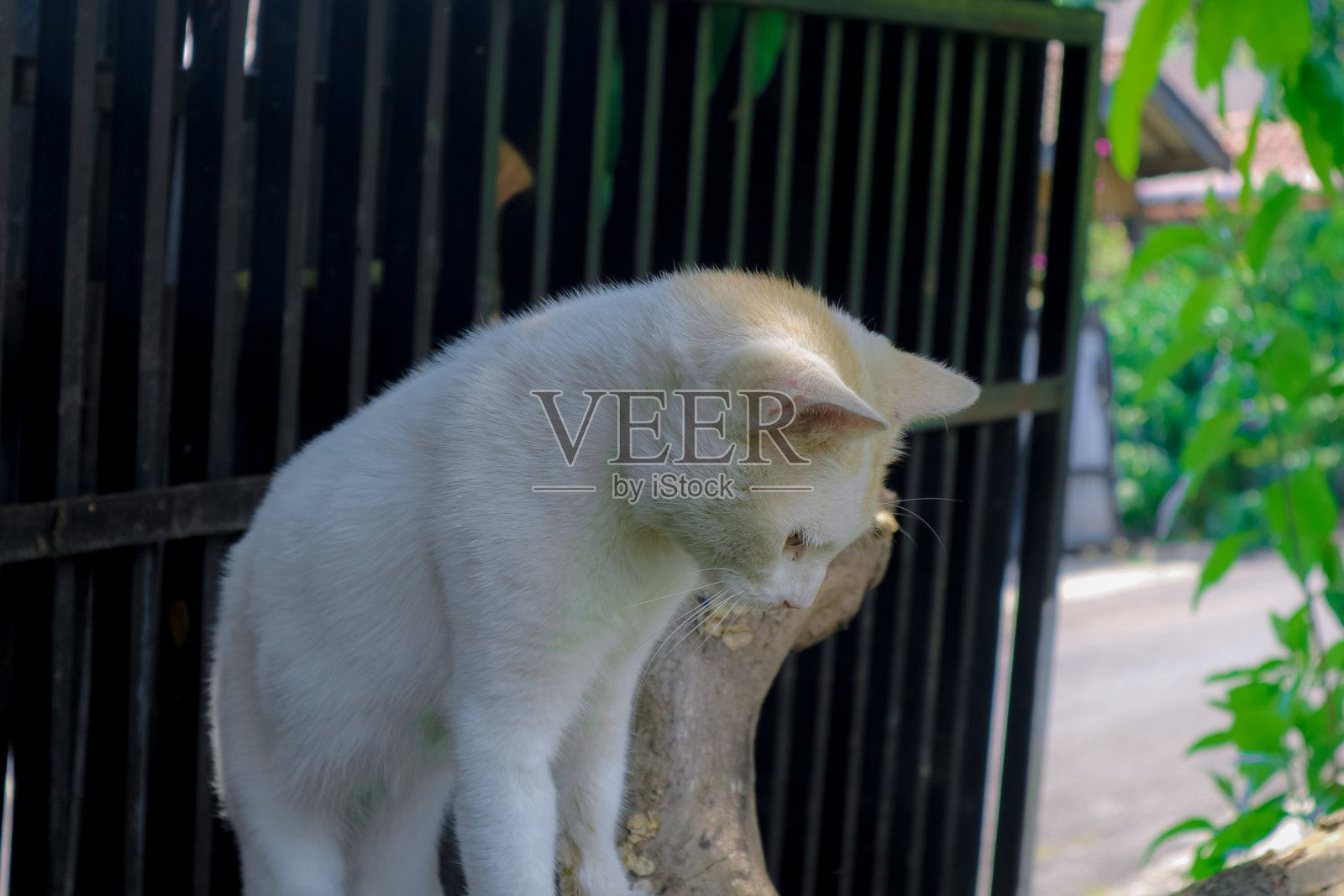 一只白猫坐在木桩上，明亮的黄色眼睛盯着前方。照片摄影图片