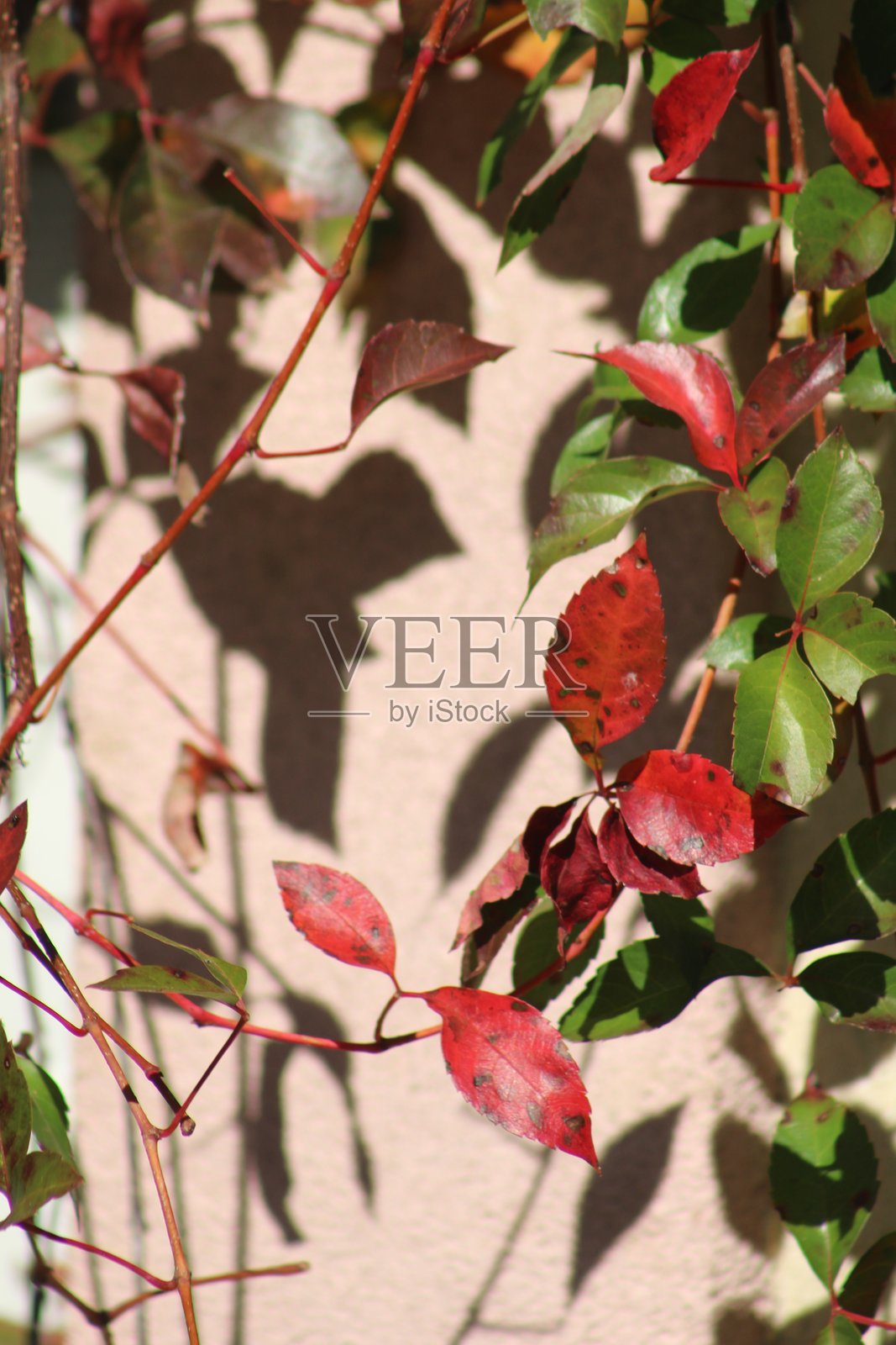 秋天的气息照片摄影图片