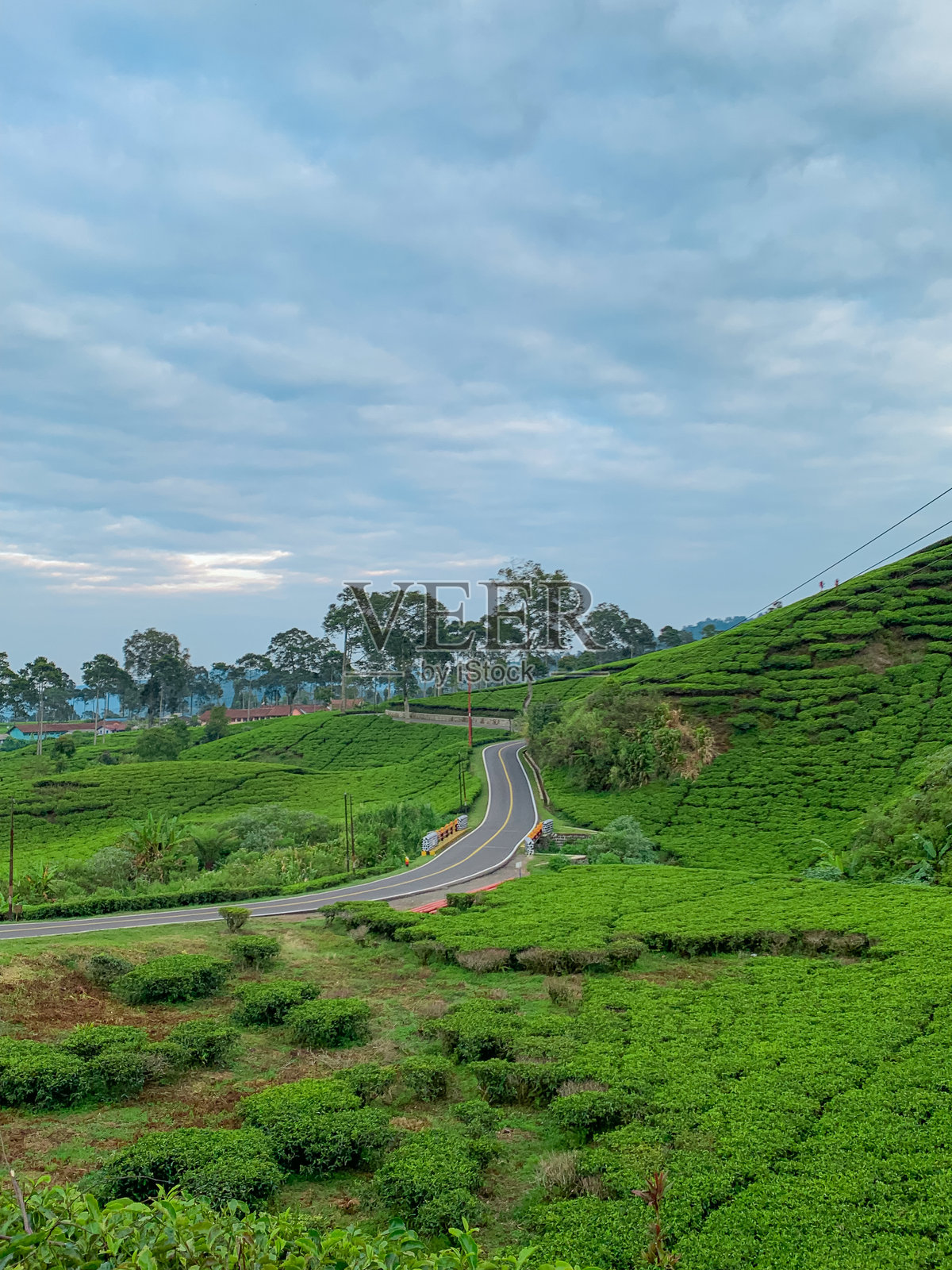 一条蜿蜒的道路穿过广袤的郁郁葱葱的茶园照片摄影图片
