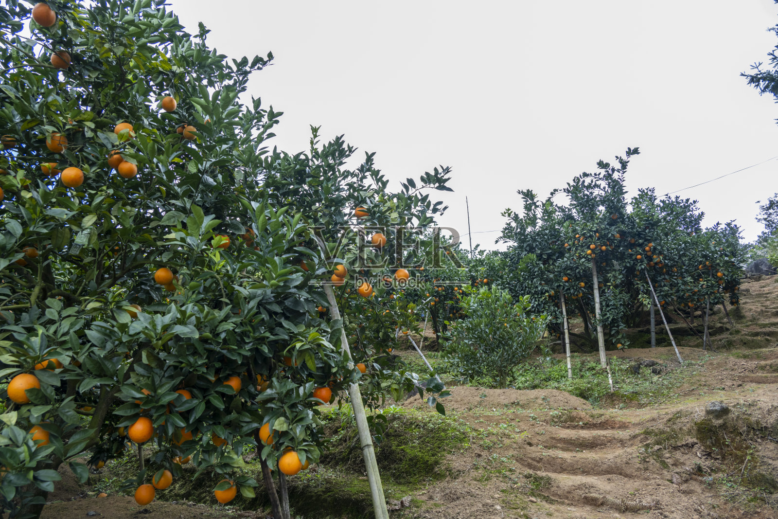 有机果园中的橙树照片摄影图片