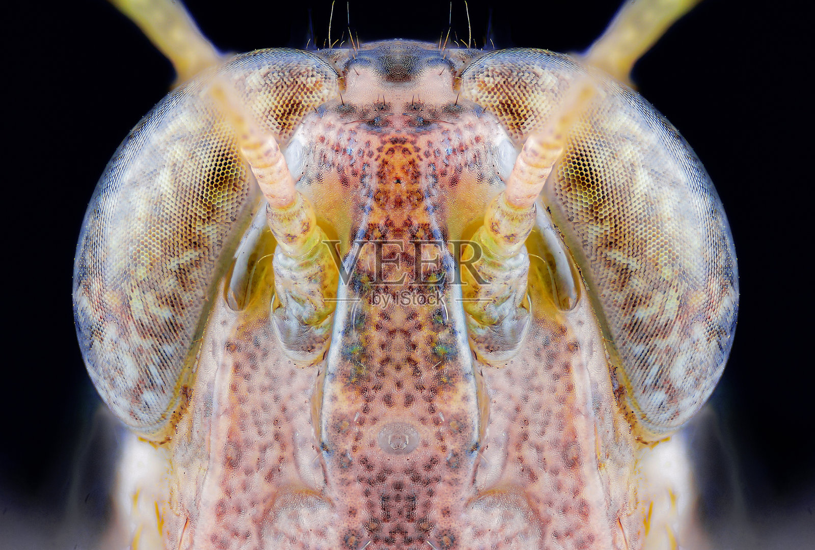 蝗虫的特写镜头照片摄影图片