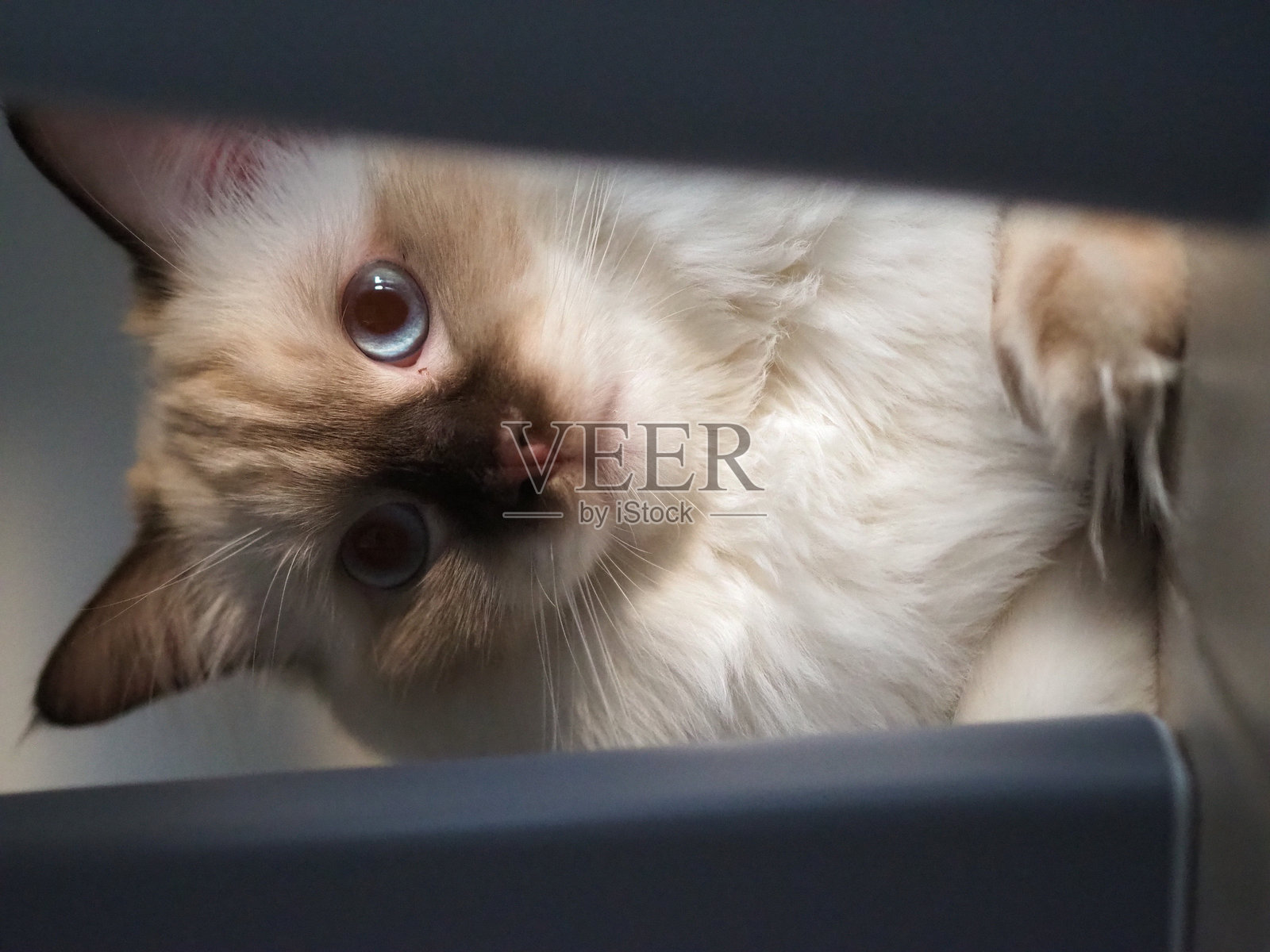 布偶猫照片摄影图片