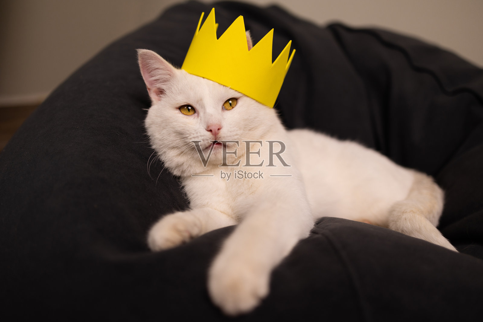 戴着王冠的华丽猫咪 一幅充满奇趣与魅力的优雅猫咪肖像照片摄影图片