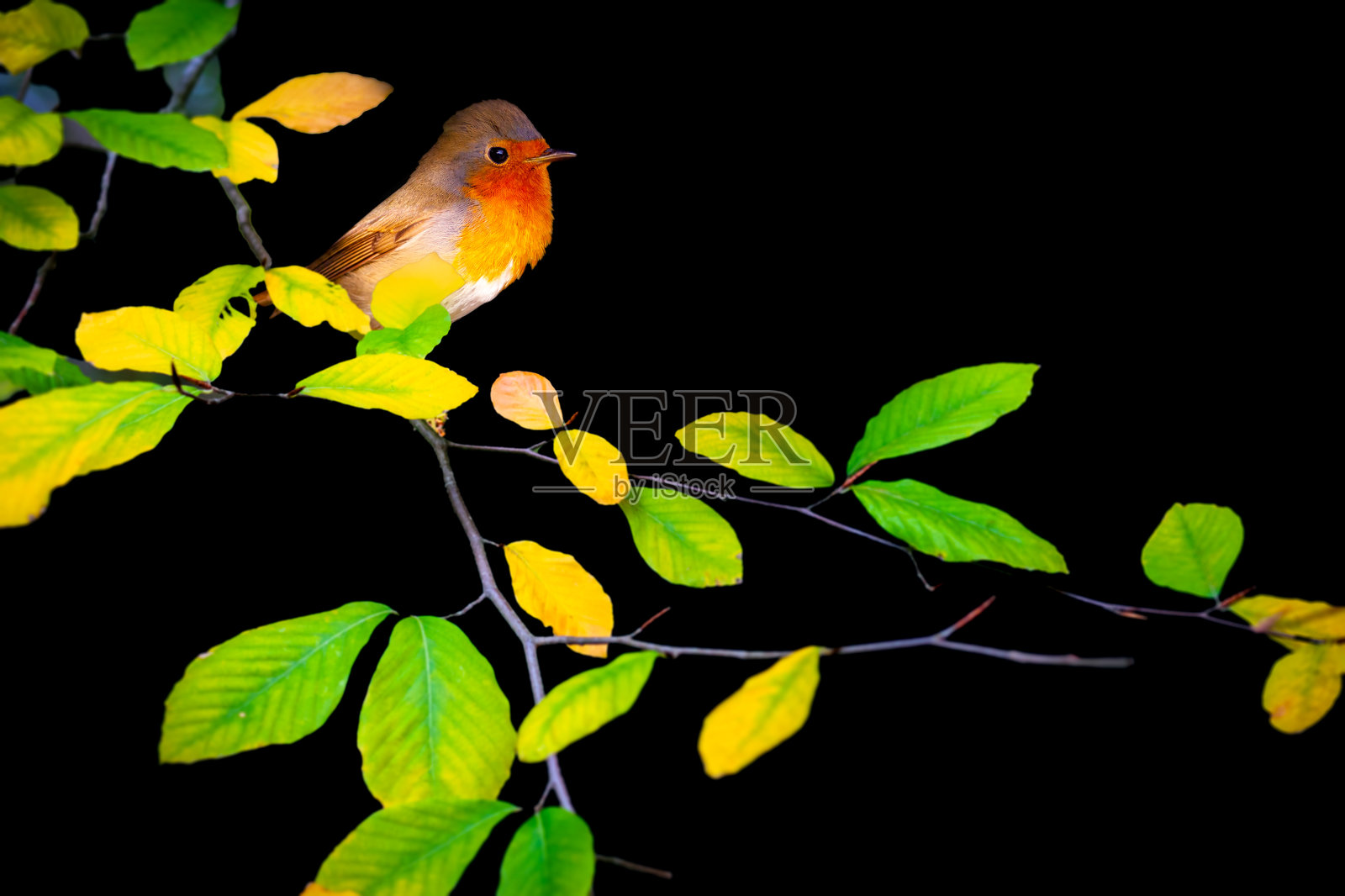 森林和花园中最可爱的鸟。欧洲知更鸟。红胸鸲。自然背景。照片摄影图片