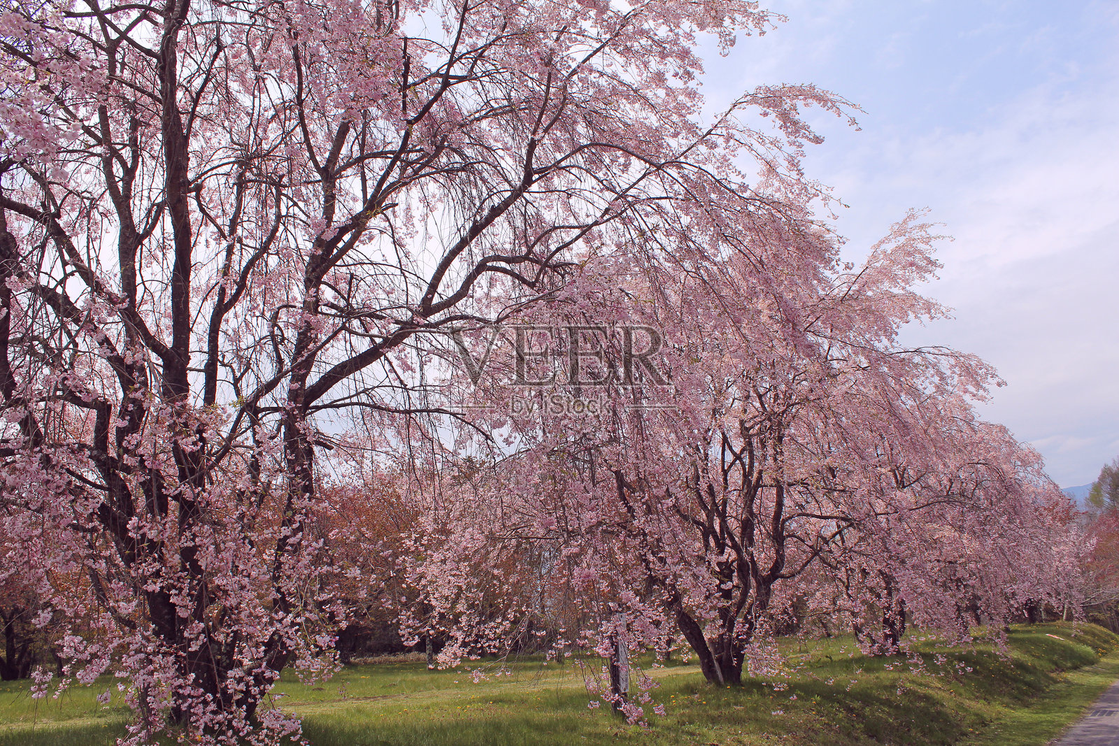 日本的垂枝樱花树照片摄影图片