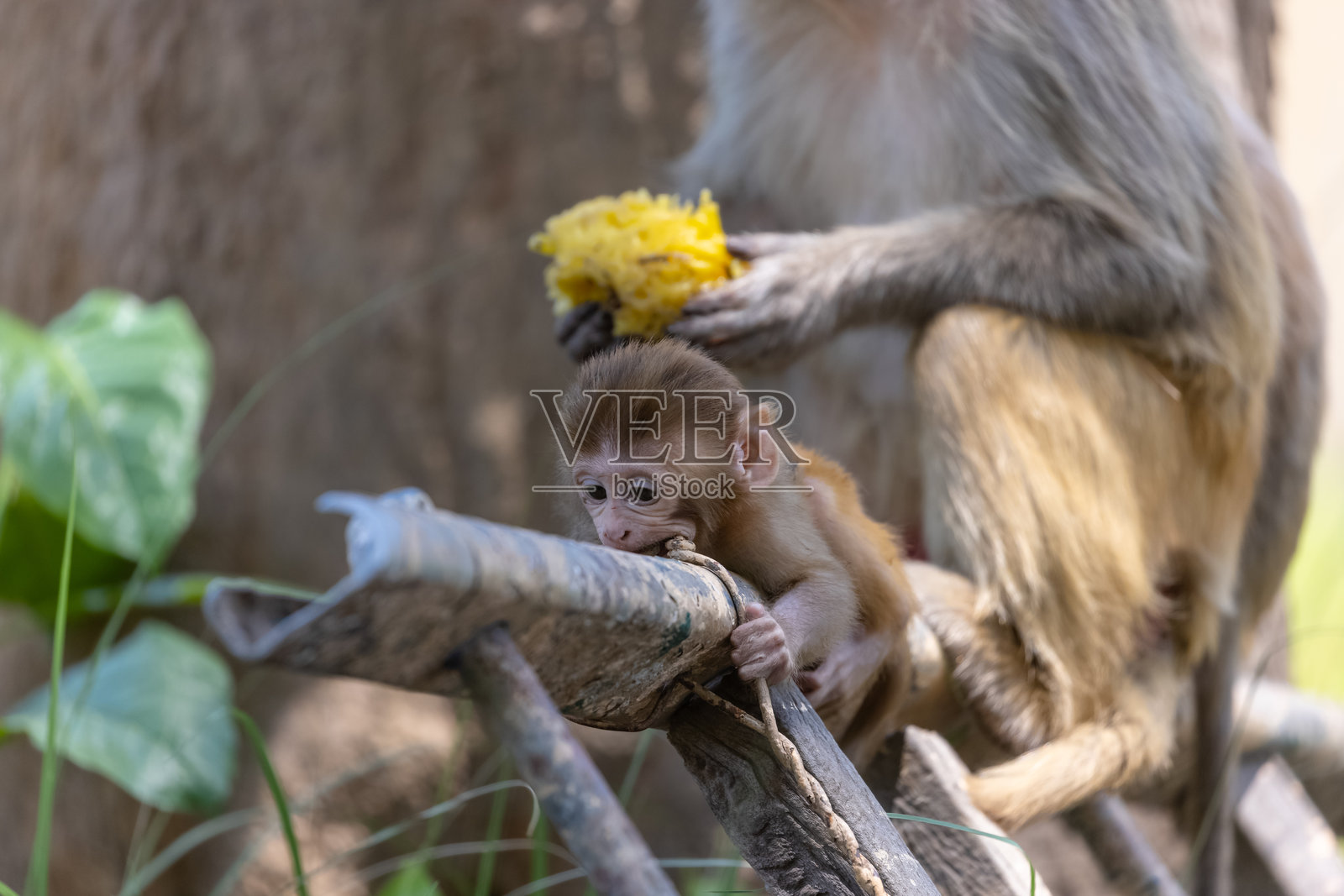 森林中的小猴子照片摄影图片