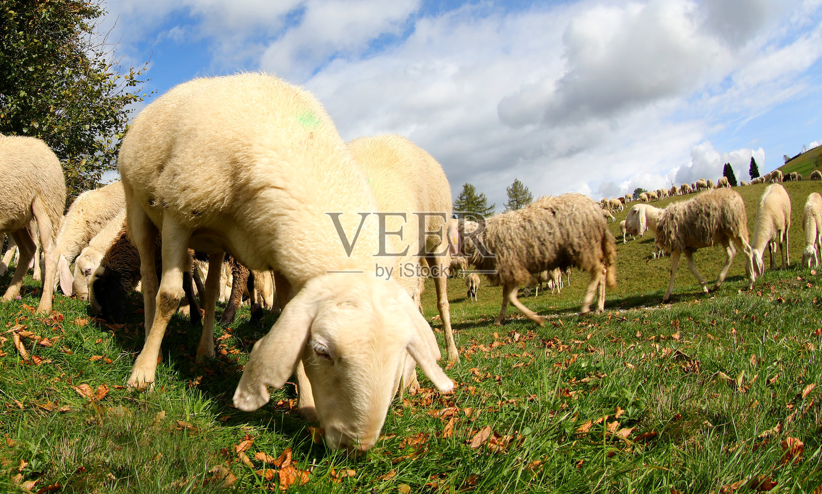 秋天，羊群在草地上吃草，毛茸茸的羊毛覆盖着它们的身体。照片摄影图片