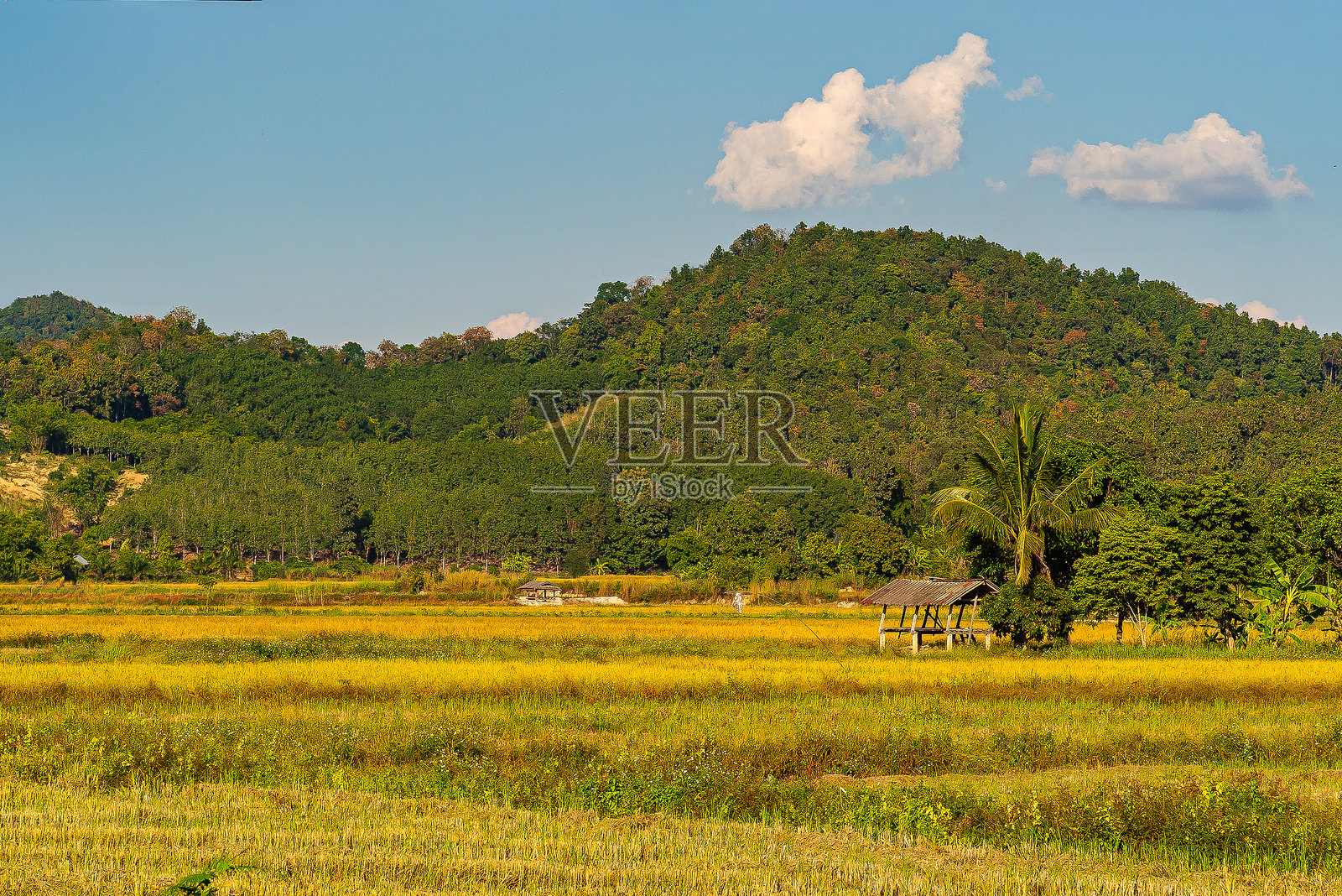 清莱，泰国的山脉背景下的稻田风景，山上覆盖着树木。照片摄影图片