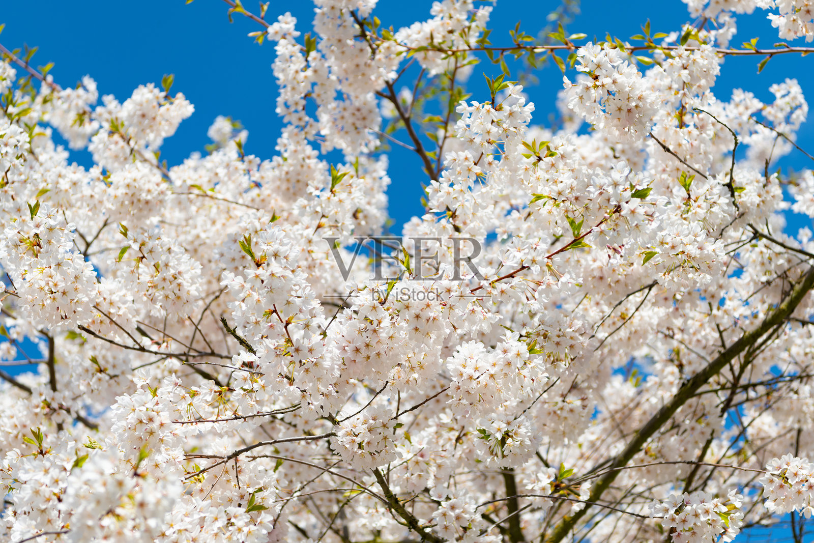 樱花盛开与花朵。美丽的春季。粉色樱花映衬着蓝天。春天的自然。盛开的樱花树。绽放的樱花。樱花树大道。照片摄影图片