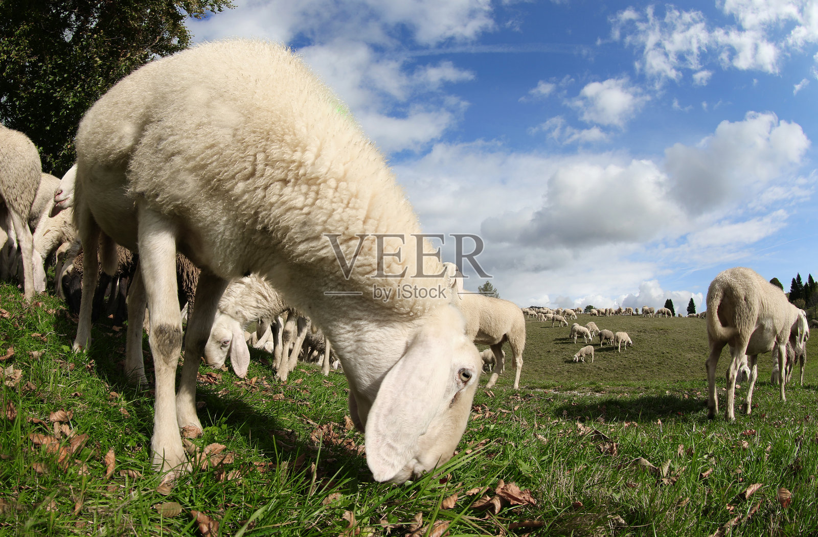 用广角镜头拍摄的羊嘴吃草的清新视角照片摄影图片