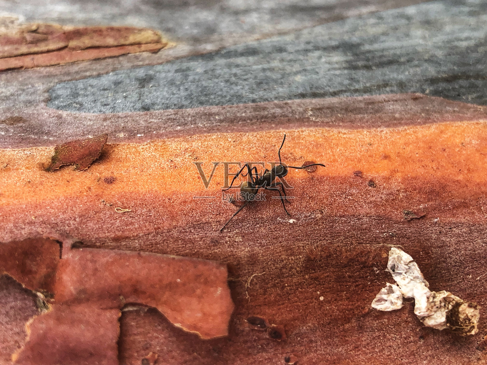 黑蚂蚁照片摄影图片