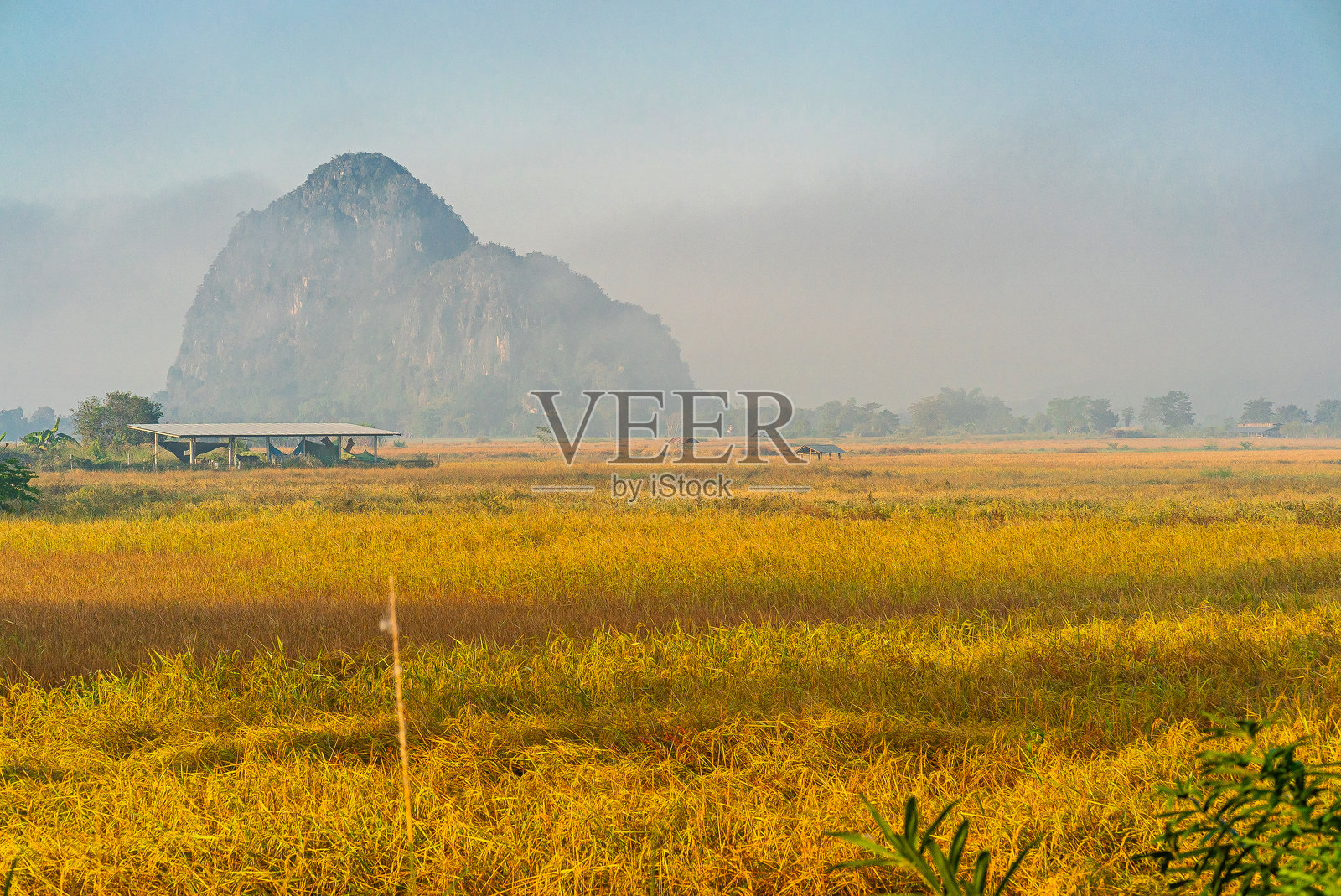 泰国清莱的金色稻田风景，背景有树木和山脉。照片摄影图片