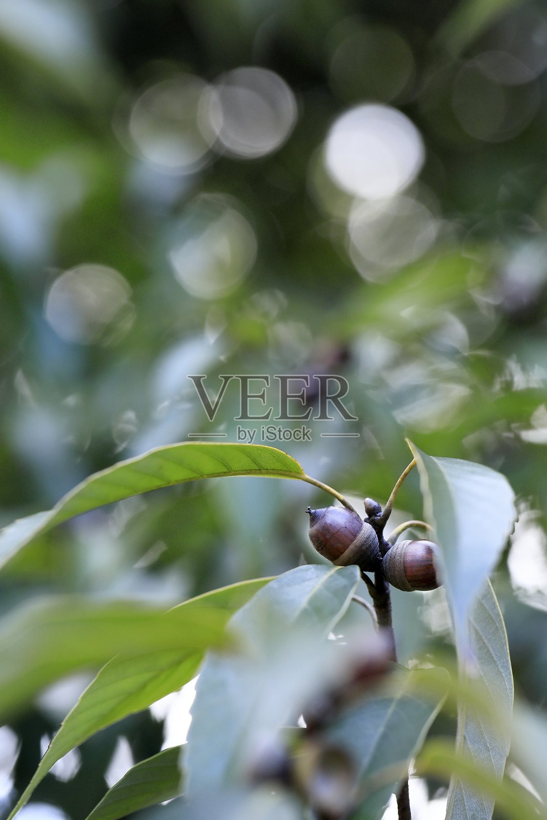 树上剩下的橡果照片摄影图片