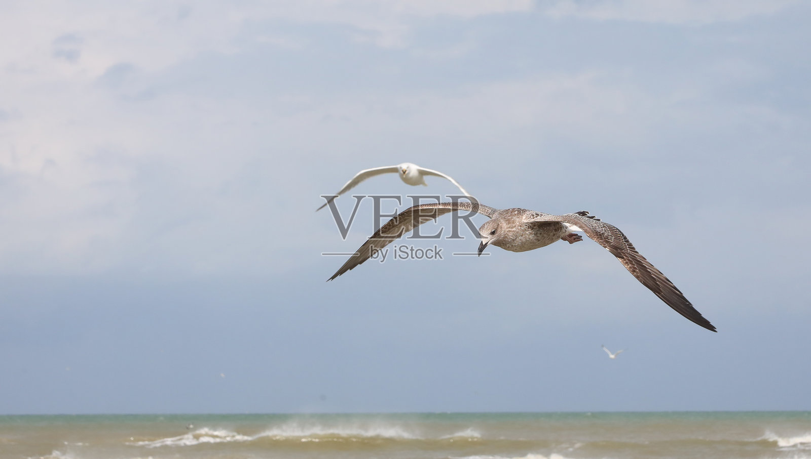 海鸥在海面上空飞翔，似乎在相互竞争。照片摄影图片