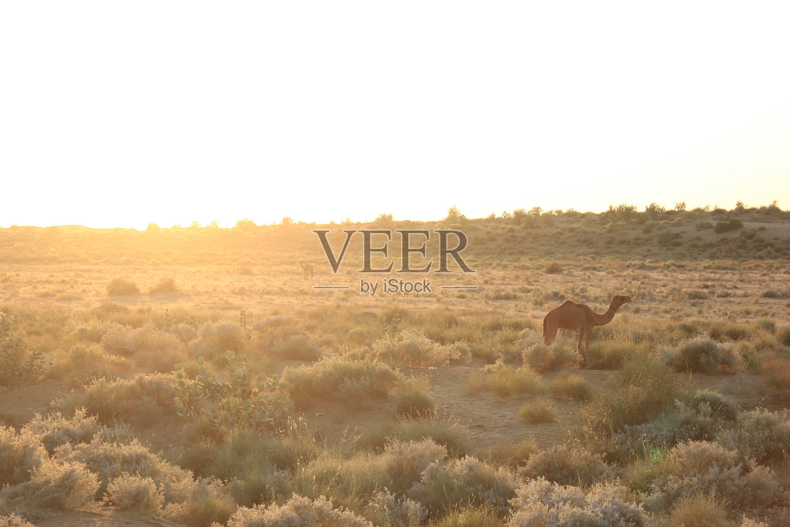 日出带来的新希望 - 大自然的治愈照片摄影图片
