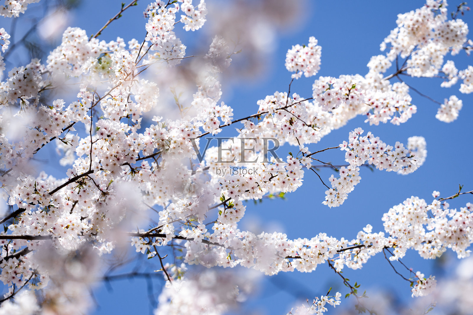 樱花树盛开的白色花朵与春天蓝天背景。春季横幅。复活节设计。美丽的春日阳光。照片摄影图片