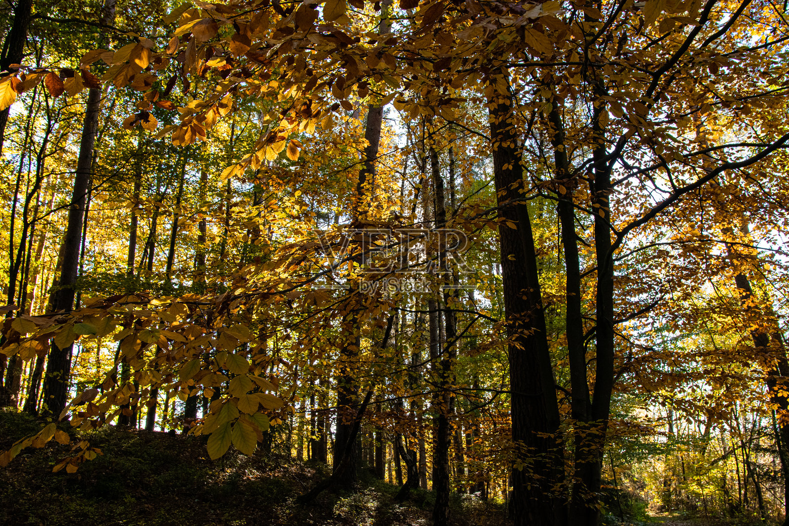 巴伐利亚森林中的秋季森林与阳光透射照片摄影图片