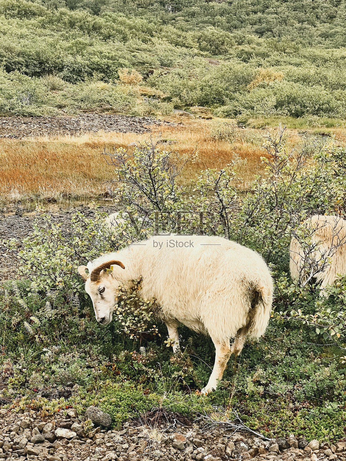 冰岛羊在草地上吃草照片摄影图片