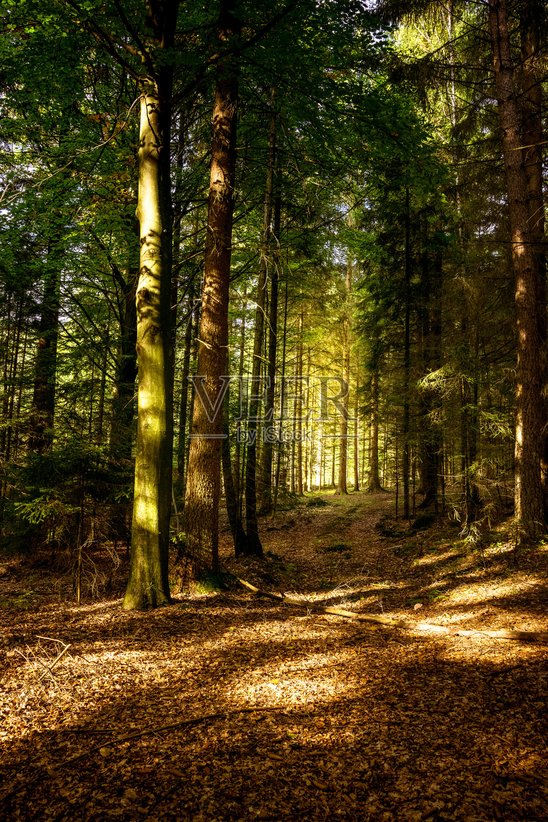 巴伐利亚森林中秋天阳光照射下的树叶和阳光射线照片摄影图片