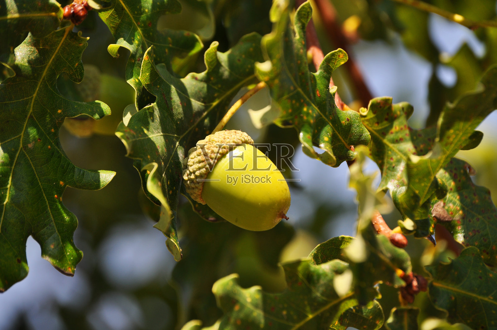 树叶间的绿色嫩橡果