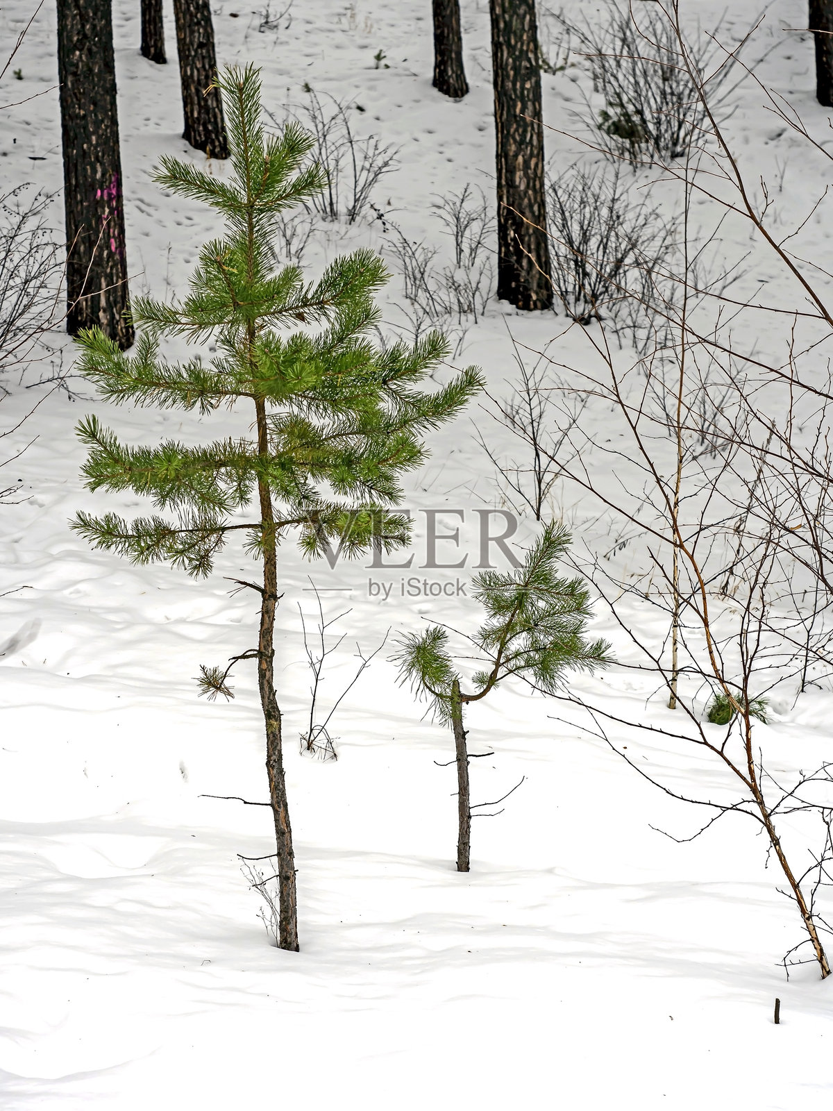 一棵年轻的松树在松软的雪中照片摄影图片