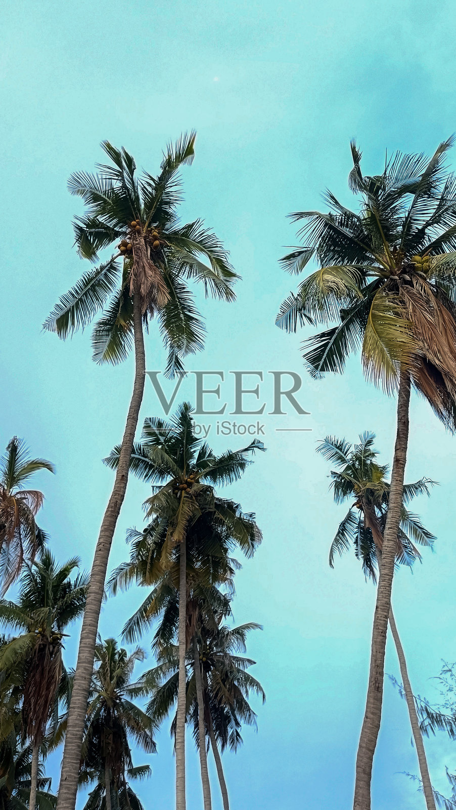 椰子树与天空的景色照片摄影图片