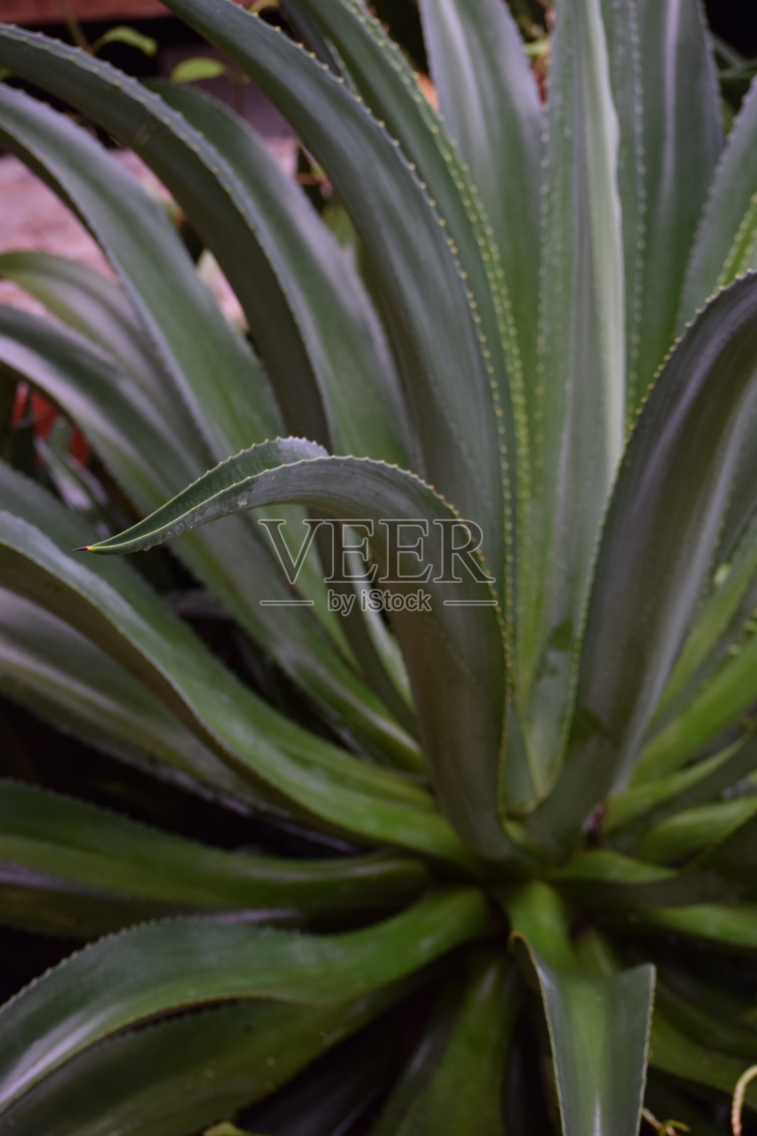 龙舌兰植物照片摄影图片