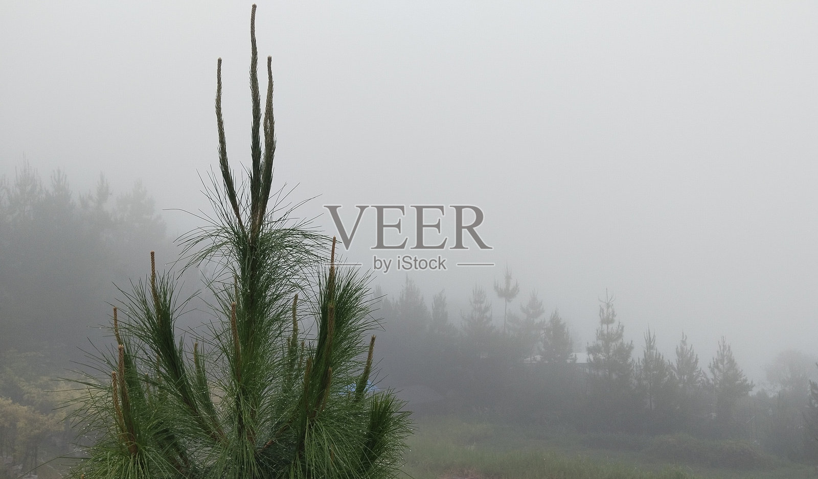 雾气弥漫的山林景观中的松树露珠照片摄影图片