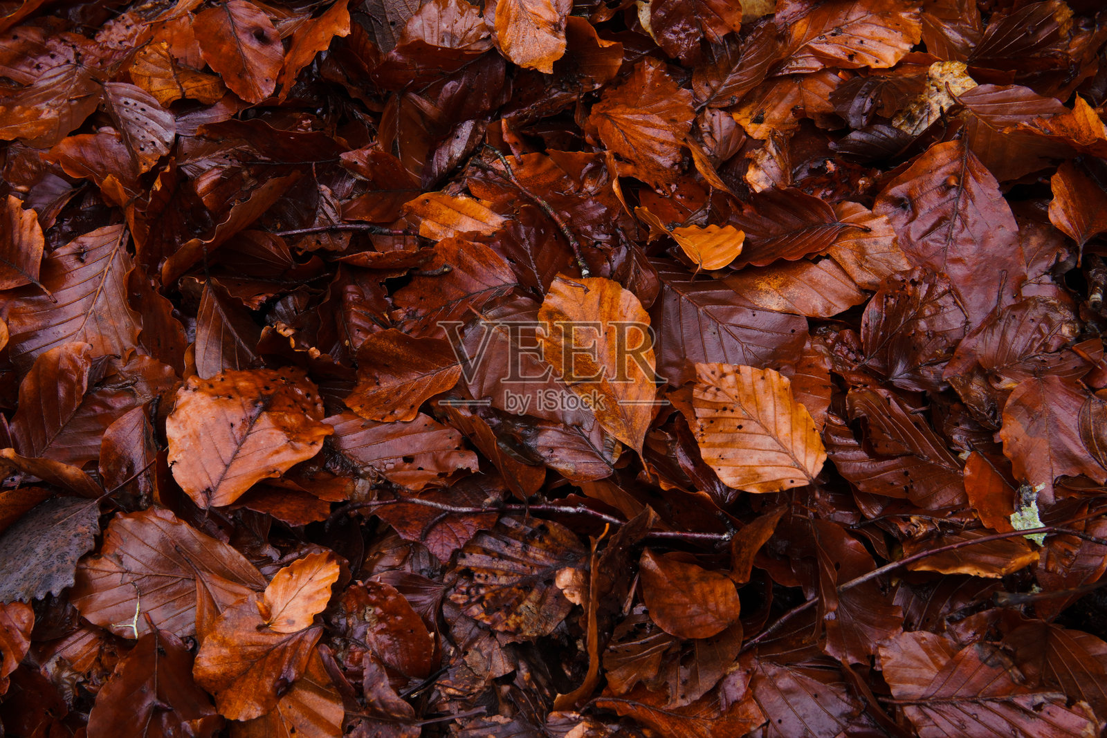 鲜艳秋叶的特写镜头。照片摄影图片