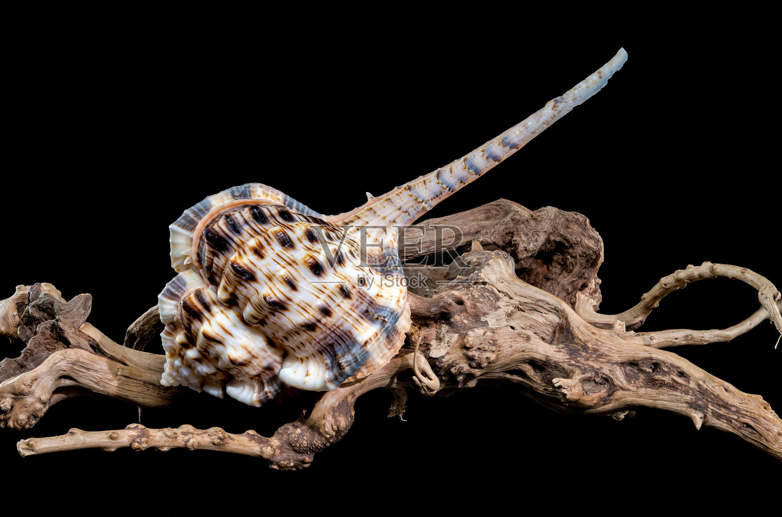 漂流木上的海螺壳照片摄影图片