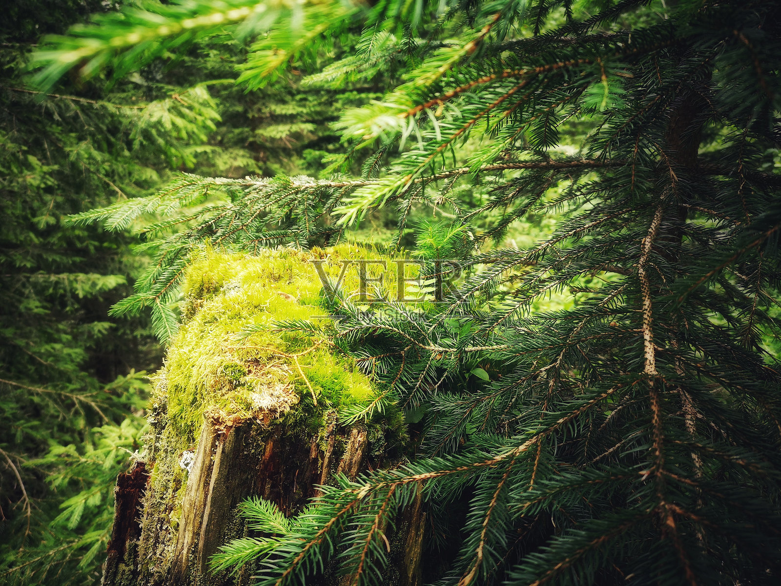 森林照片摄影图片