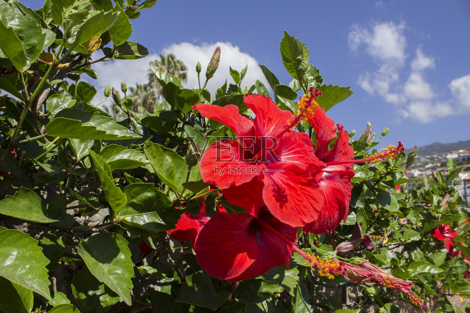 夏季花园中的红色木槿花。特写。葡萄牙。照片摄影图片