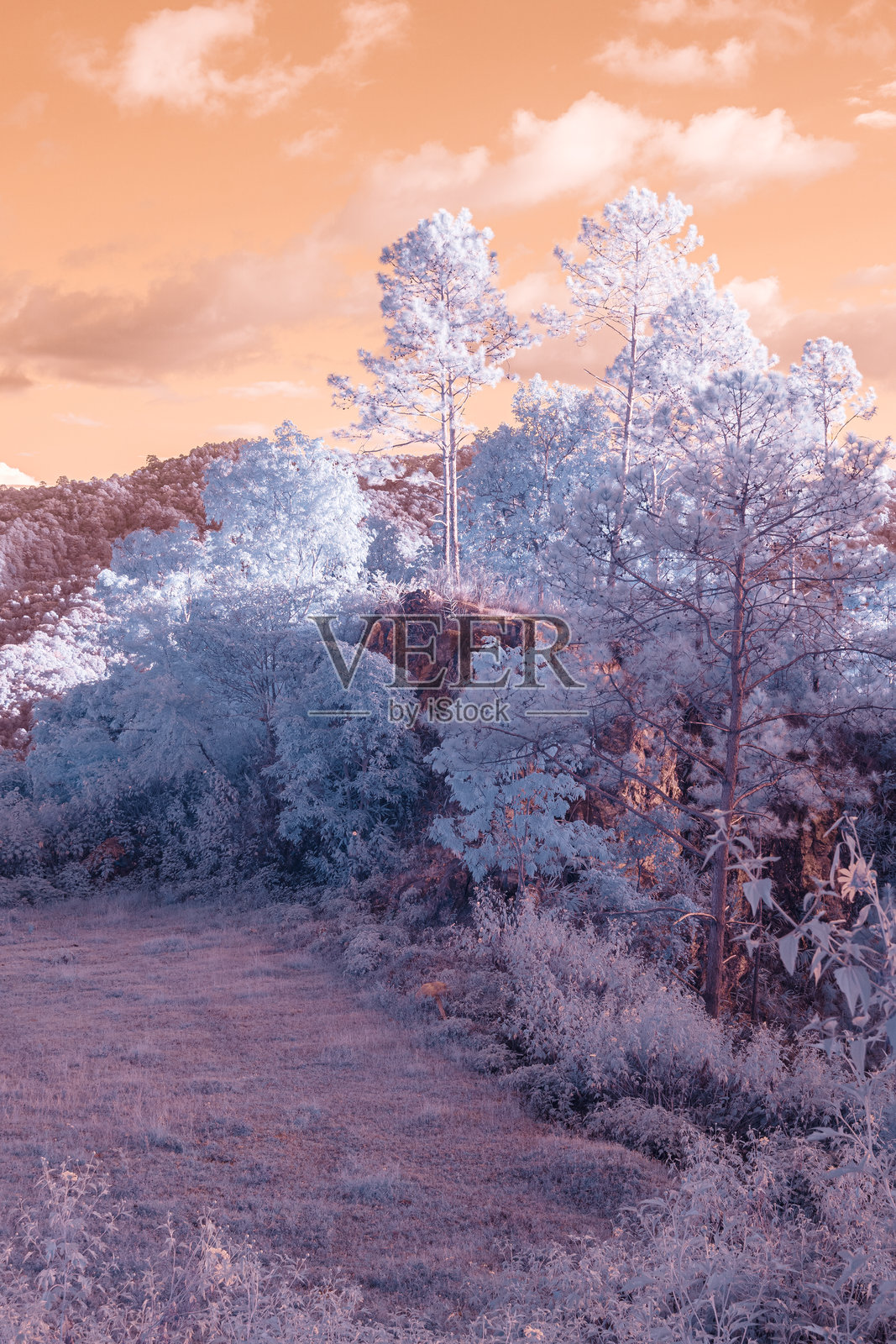 红外摄影，树木和山坡的风景照片摄影图片
