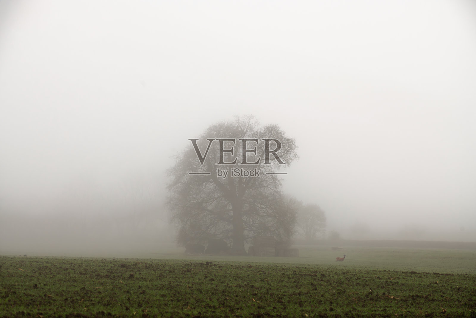 雾中的鹿照片摄影图片