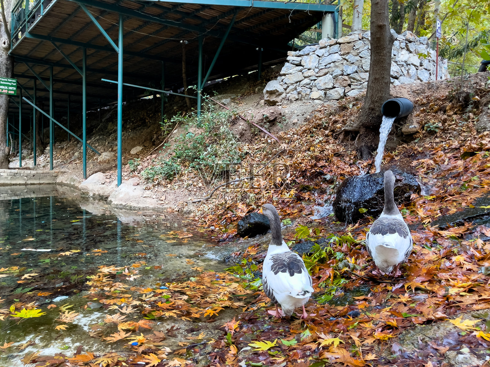 秋季森林环境中，鹅在宁静的小溪旁散步照片摄影图片