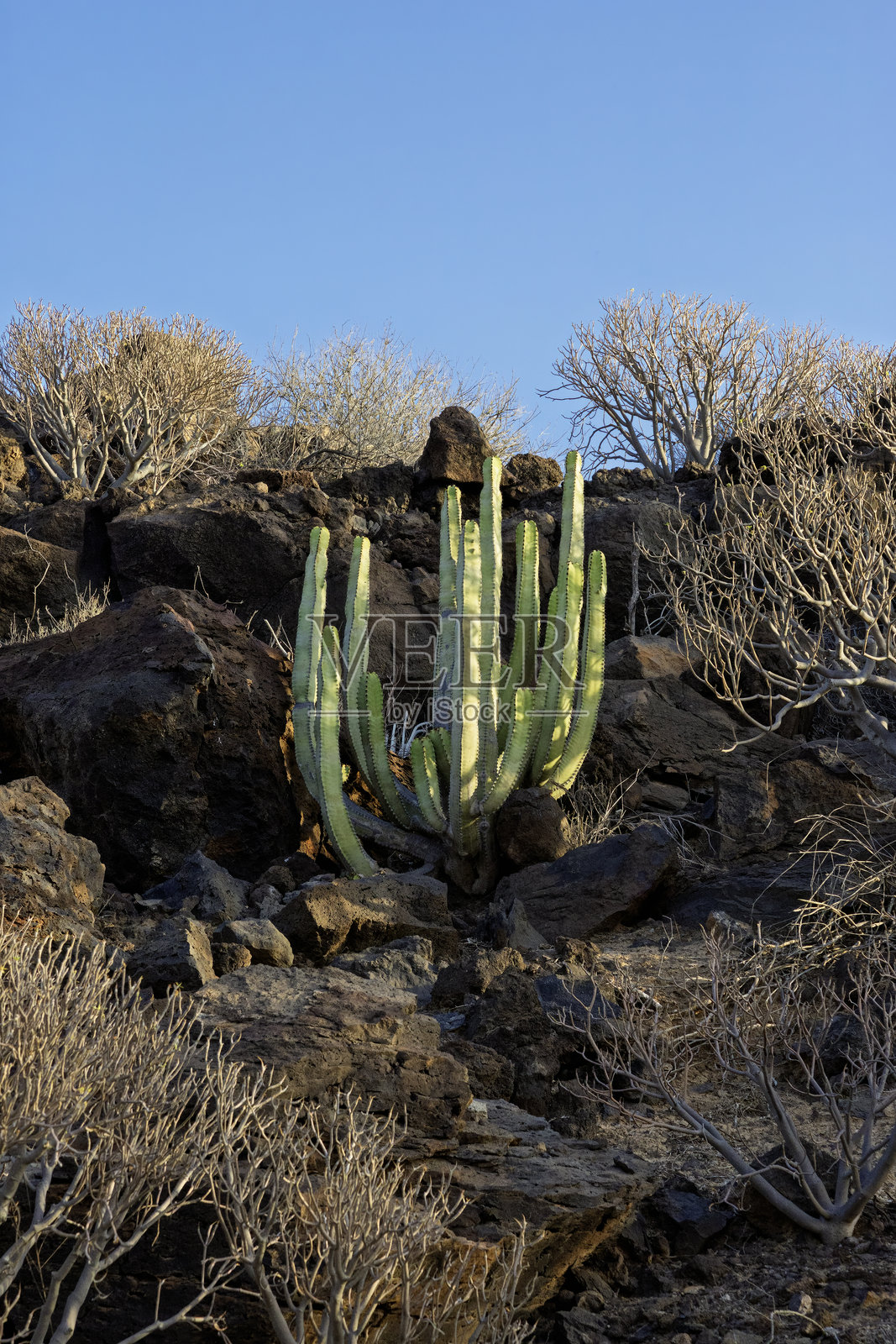 特内里费的仙人掌与火山景观照片摄影图片