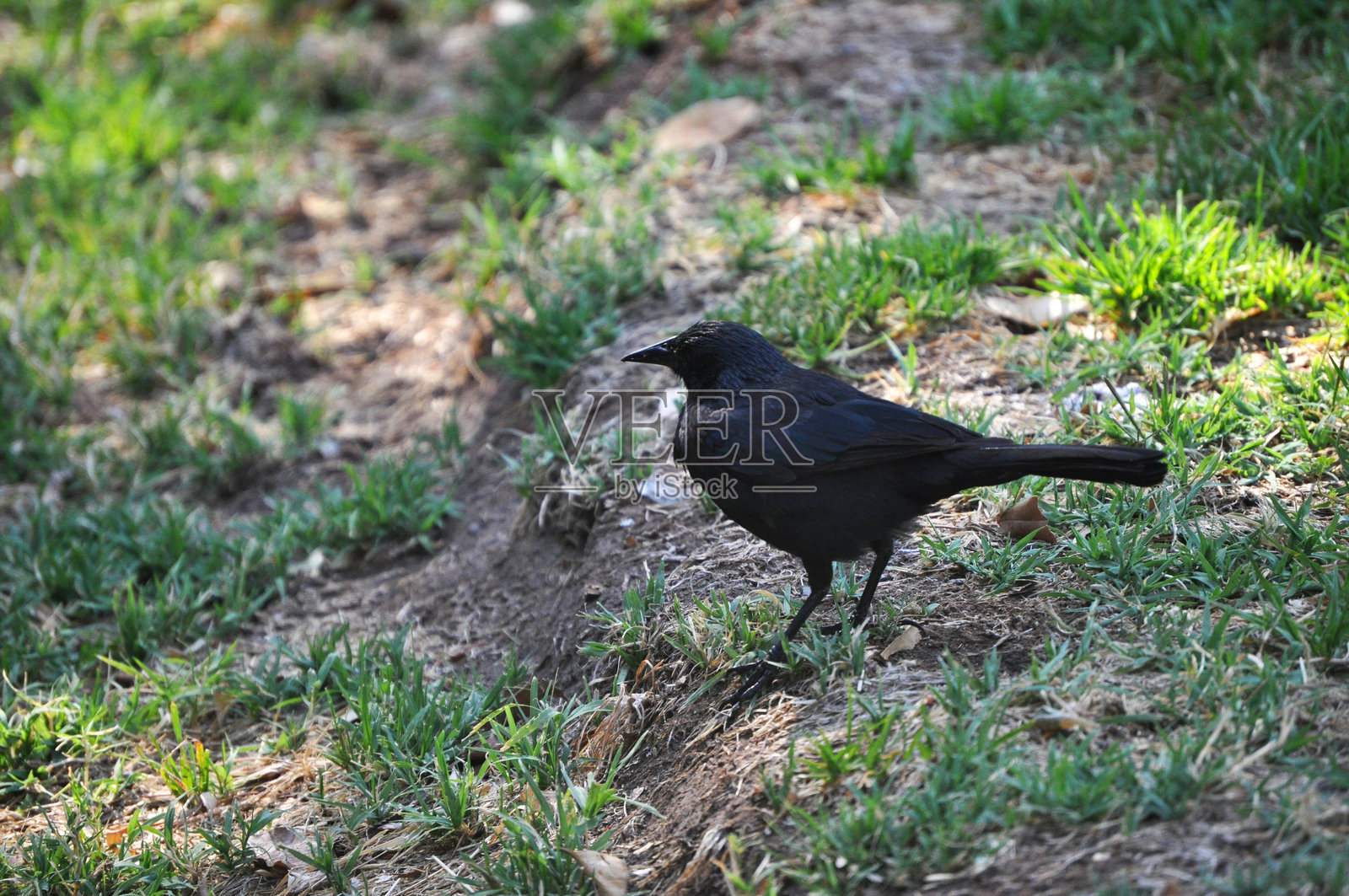 黑色灌木鸫在草地上照片摄影图片